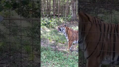 Priya tiger does a cute quick operant session with keeper Amanda at Big Cat Rescue 10 29 2022