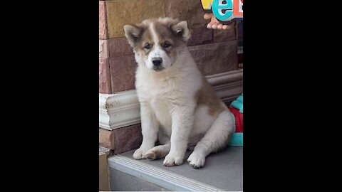 Thaï puppy dog singing under the stool