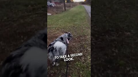 Dog recognizes her in public after not seeing her for 6 months 👏❤️