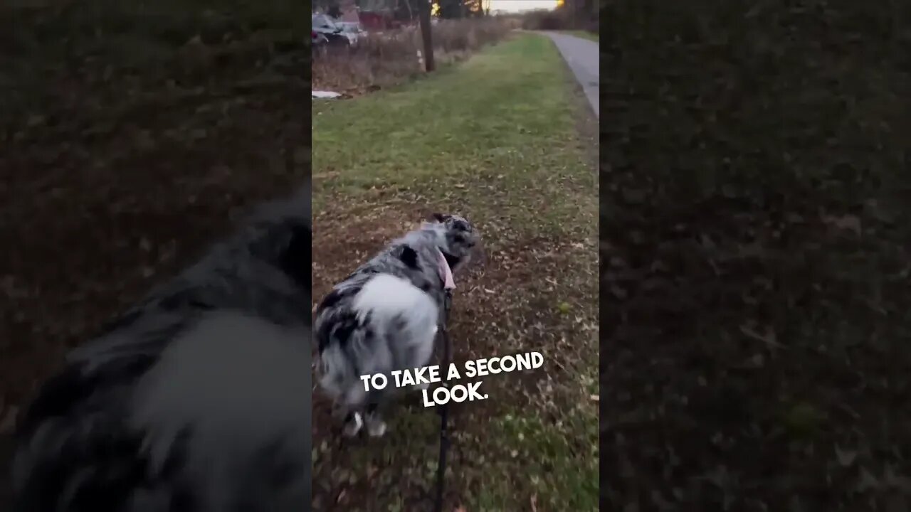 Dog recognizes her in public after not seeing her for 6 months 👏❤️