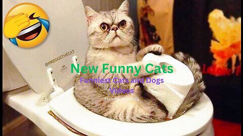 New Funny Animals 😂 Funniest Cats and Dogs Videos 😺🐶