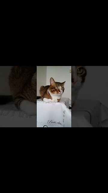 A Brown Cat Loaf on the Table
