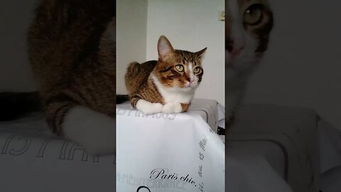 A Brown Cat Loaf on the Table