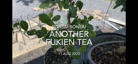 Another Fukien Tea