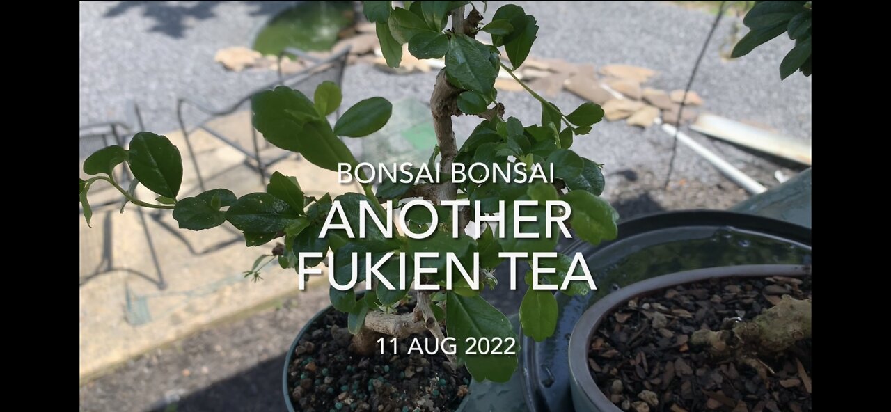 Another Fukien Tea