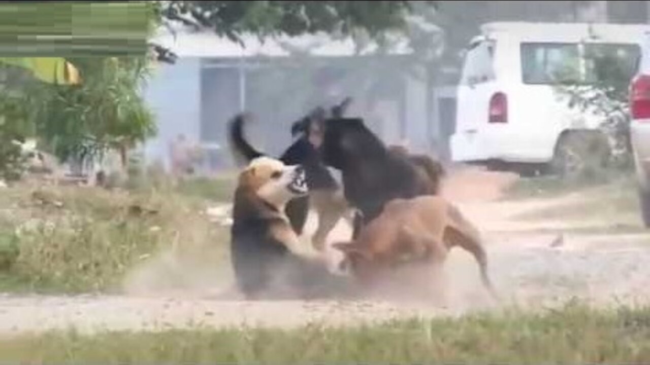 Dogs Fight - Unstoppable dog fights in streets One vs all