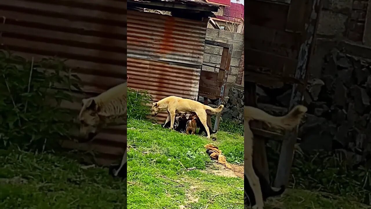 CUTE PUPPY 🐶 FEEDING