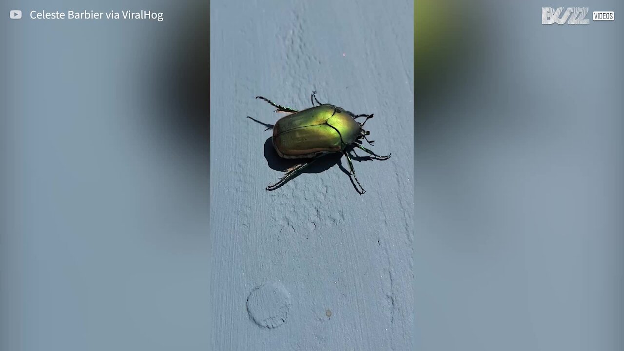 Have you ever seen a bug pooping?