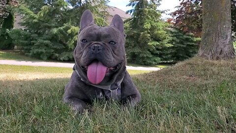 Bulldog looking for some shade