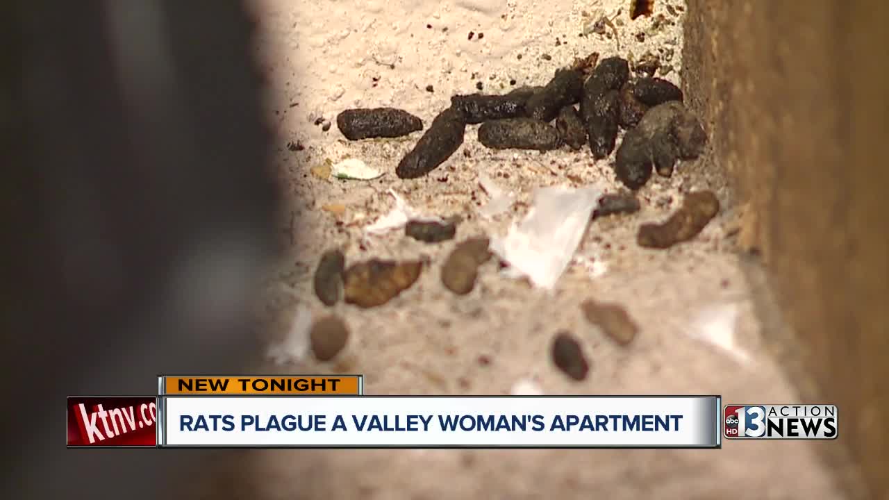 Excellent climbers, jumpers and swimmers: rats move into valley homes as weather cools