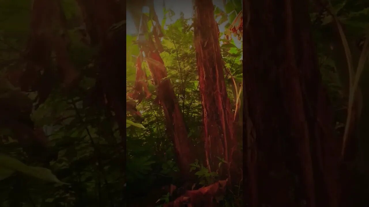 SINEMATIK ALAM PAGI HARI | MORNING NATURE CINEMATICS | WA STORY #shorts