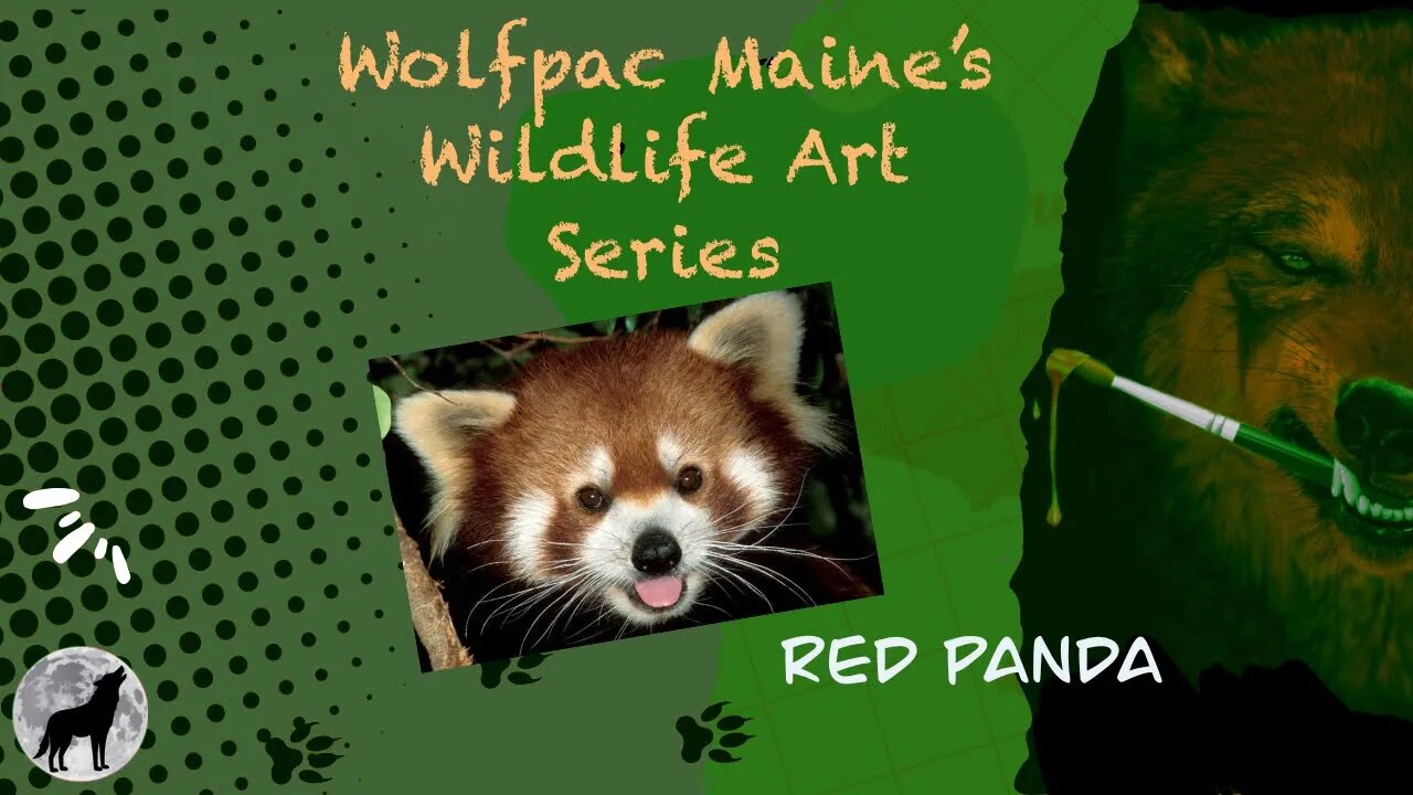 Wildlife Art Series: How to Draw The Red Panda! #animals #art #howto #digitalart #livestream