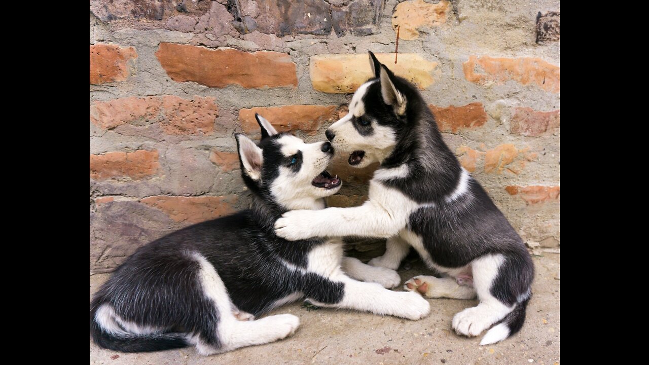 Guilty Husky Caught Trying To Blame Other Dog!