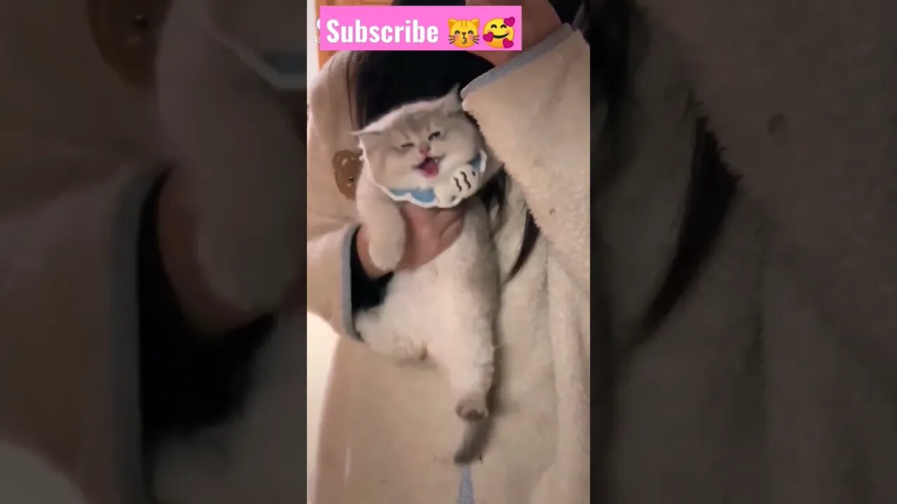 So Cute Cat! in home || 🥰😽|| #shortsfeed #youtubepets #shrots