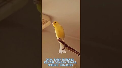 DAYA TARIK BURUNG KENARI DENGAN SUARA NGEROL PANJANG
