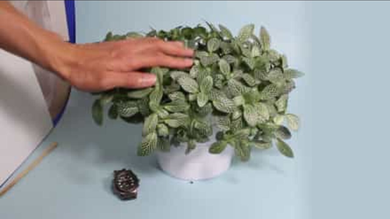 Se planten komme til live foran kameraet