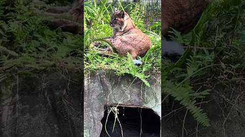 A Zen Moment with Shiloh Bobcat!