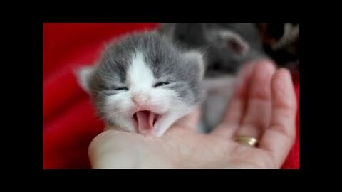 Funny Cats And Cute Kittens Compilation