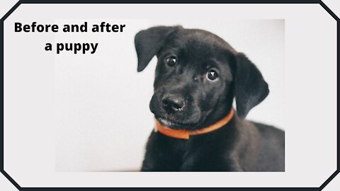 Before and after a puppy