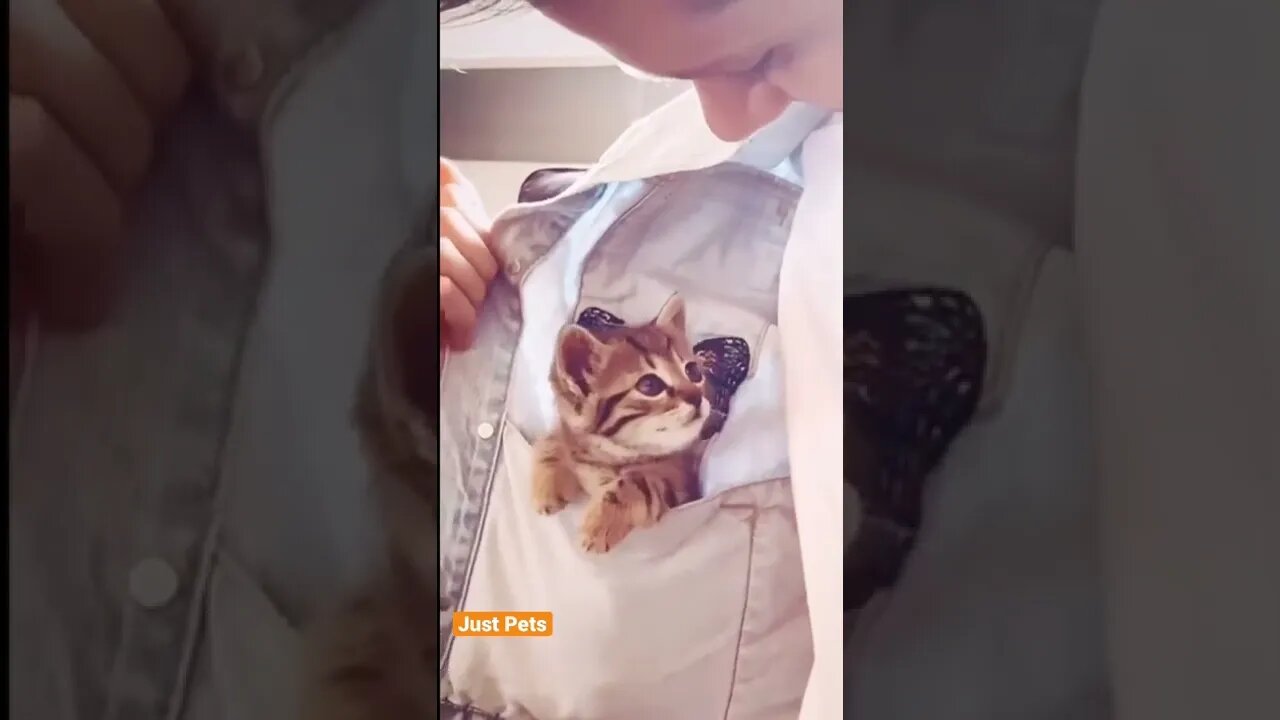 Oh Hello #cat #cute #funnyanimals #funnyvideos #tiktok