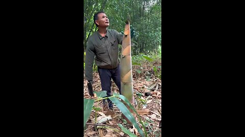 Cutting bamboo shoots bamboo 🎍