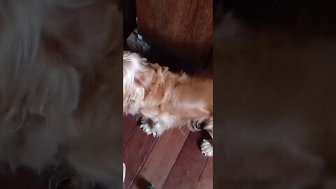 #dogshow , #animals , #dogs , #shorts