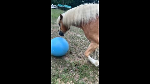 Kickball with Moose