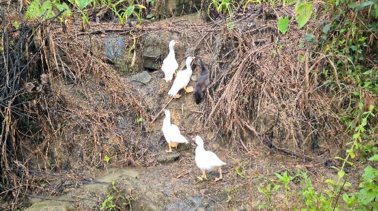 The ducks are funny and lovely