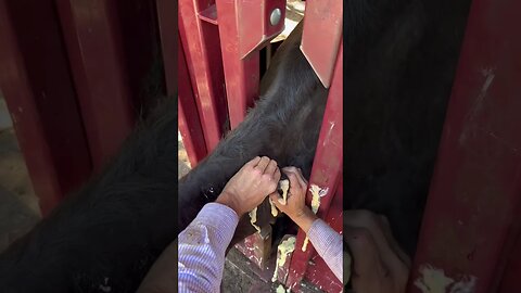 Draining Cattle Cyst