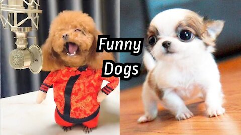 Watch these Funny Dog Videos 2021🤣 .Dogs acting weird