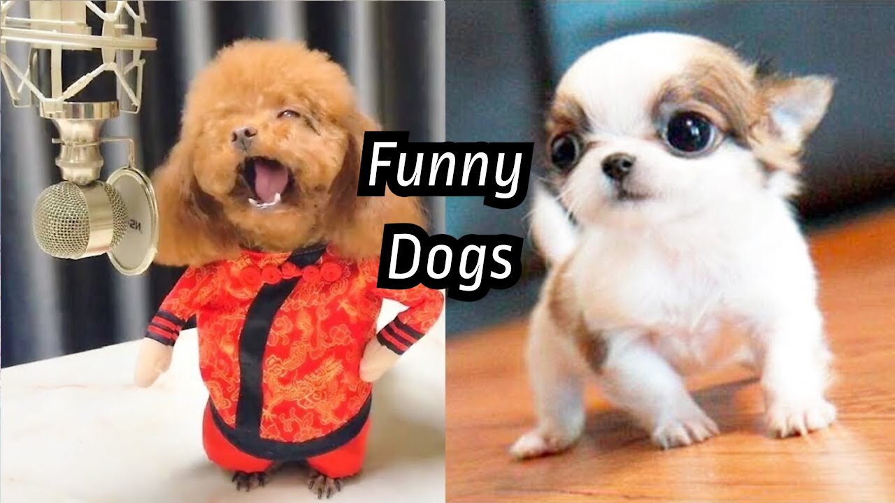 Watch these Funny Dog Videos 2021🤣 .Dogs acting weird