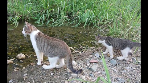 The mother cat instructs the kitten on how to cross the river.