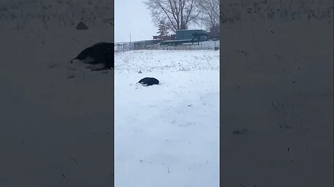 SNOW DOGS of UTAH in APRIL!!!