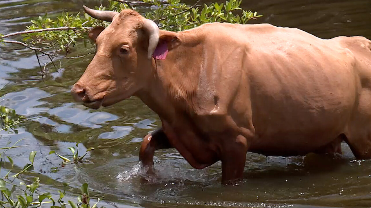 Florida ranchers work to keep cattle cow cool amid excessive heat