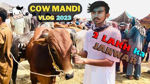 Qurbani Ke Liye Cow Le Li 🐂😍 | Mandi Se Kitne Ka Liya ?