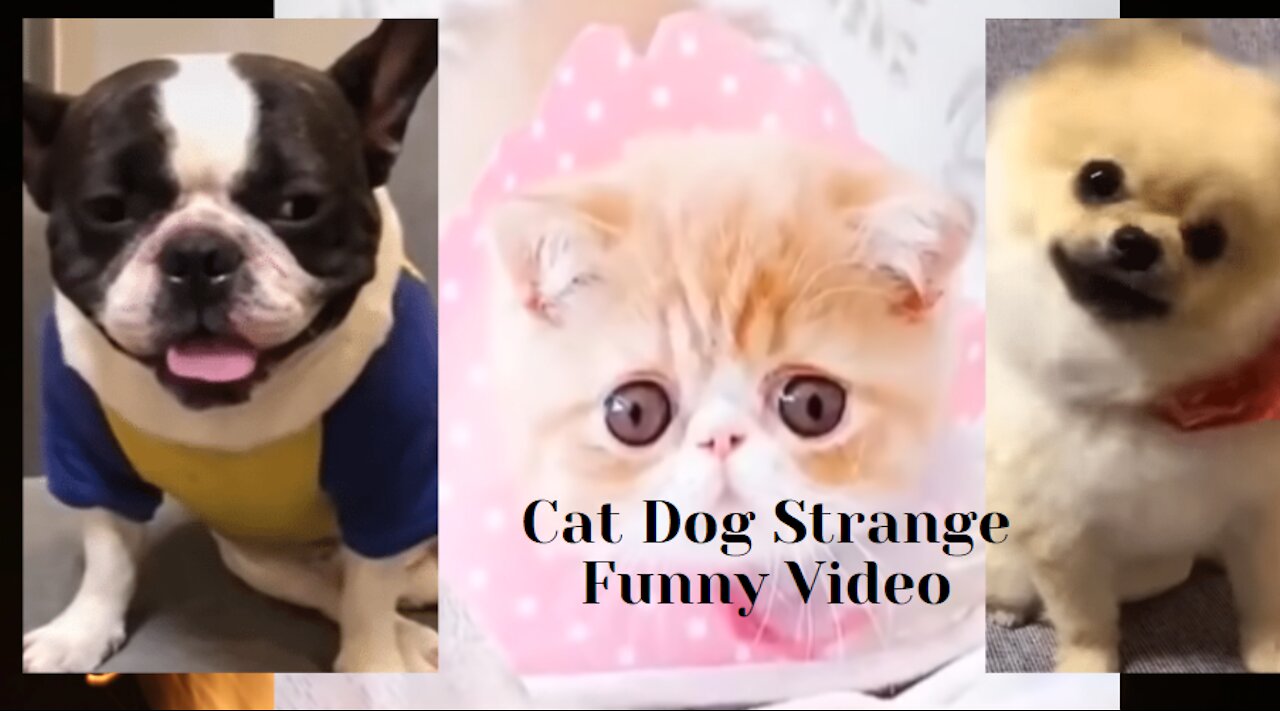 Heart touching ❤️ I have a good Laugh! 🤣 Animal Funny Video shoot