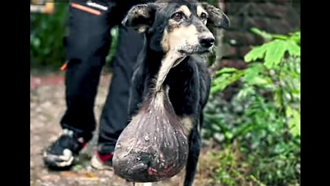 Critical story of a dog 🐕🐕🐶🐶 having tumor