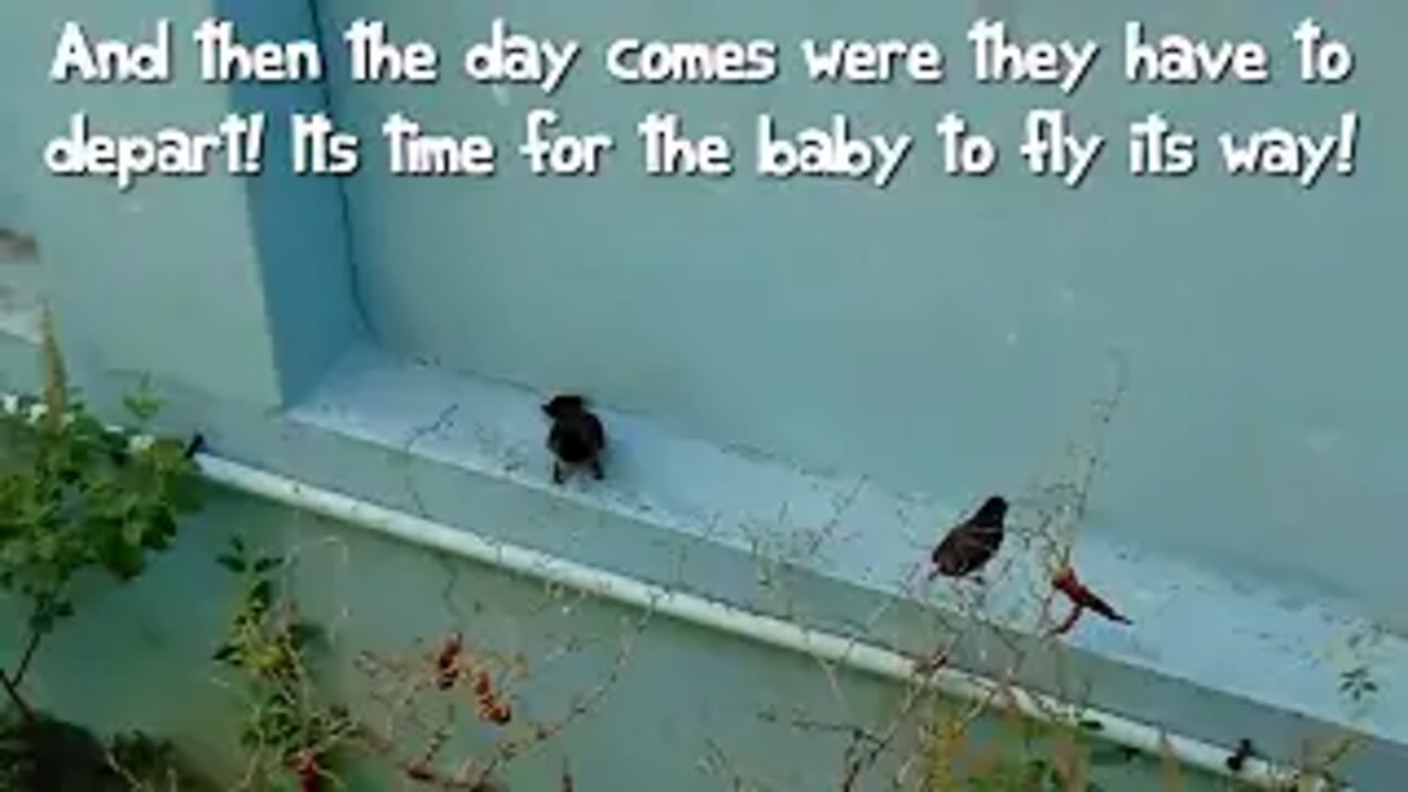 First Flight - a Baby Bird's Story!