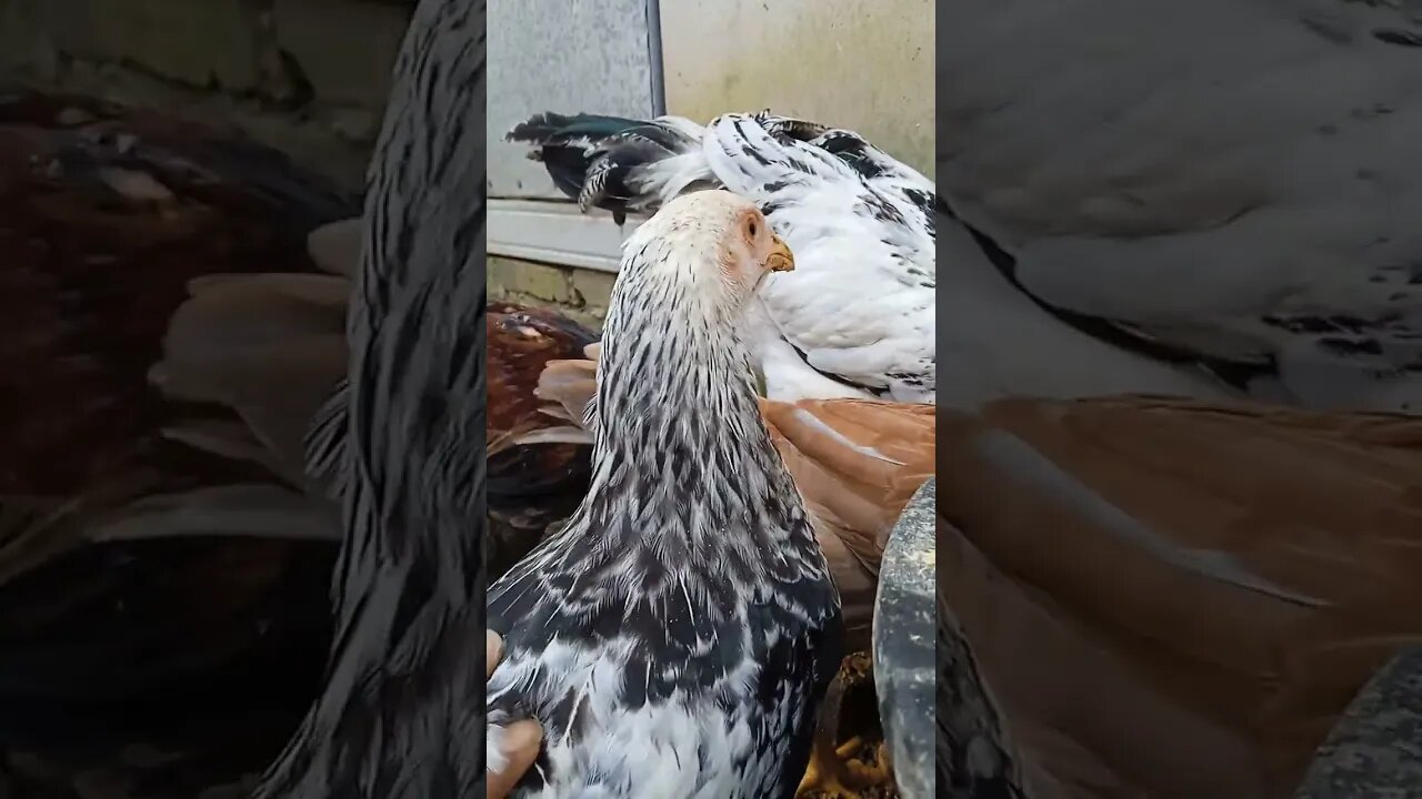 Tenak ayam Indio Gigante, Brahma, Pelung, Kaki Naga