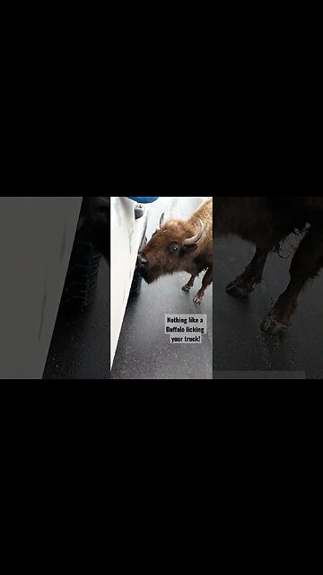 Buffalo licking my truck!! #buffalo #bison #shortsvideo #shortsfeed #lick #truck #wildlife #awesome