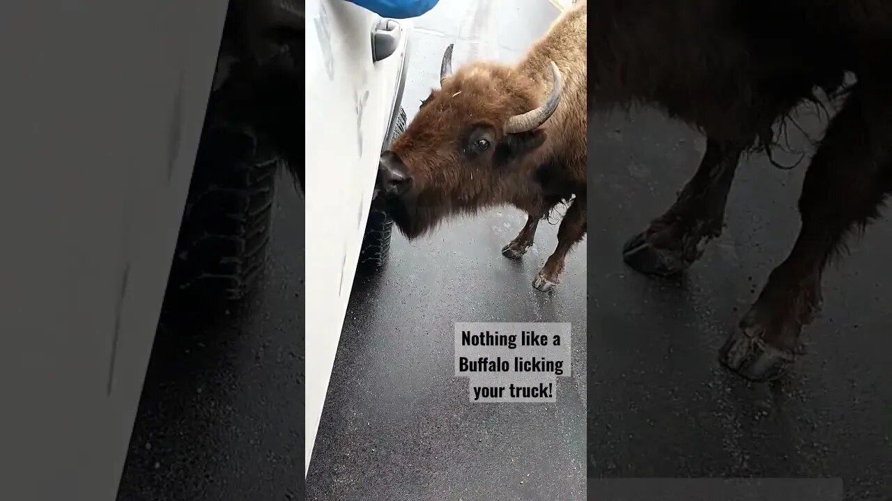 Buffalo licking my truck!! #buffalo #bison #shortsvideo #shortsfeed #lick #truck #wildlife #awesome