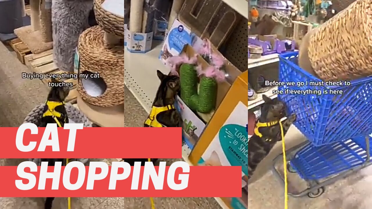 Cat Shopping Kwon
