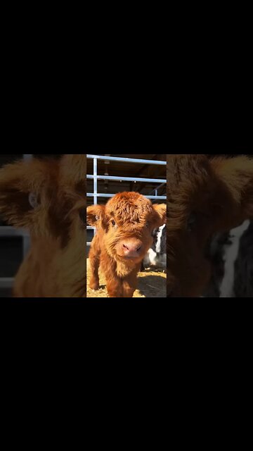 can't believe we eat these 🐄