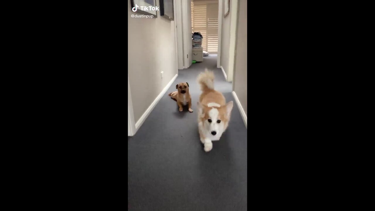 Wait for Tayto disapproval of the scoot at the end