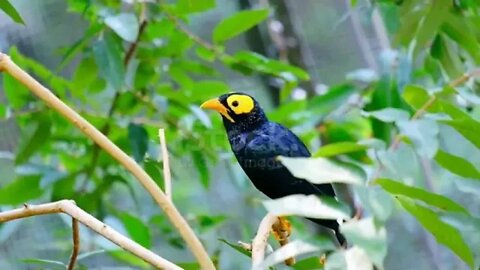 Relaxing Meditation Music Peaceful Piano Music & Birds Music Sunny mornings by Nase