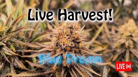 Live Harvest of Blue Dream beauties!