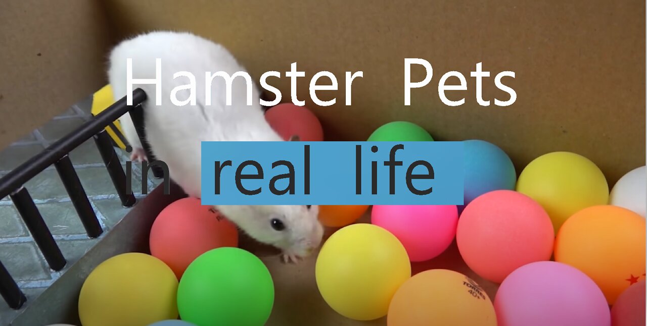 🐹 Hamster Escapes the Creative Maze for Pets in real life 🐹 in Hamster Stories