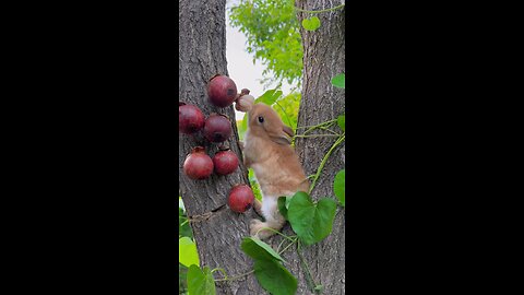 cute baby 🍼 rabbit 🐰