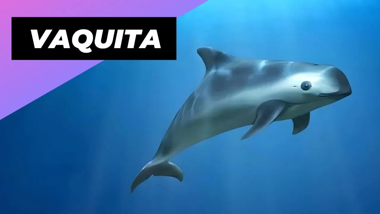 Vaquita 🐬 The Smallest & Rarest Marine Mammal