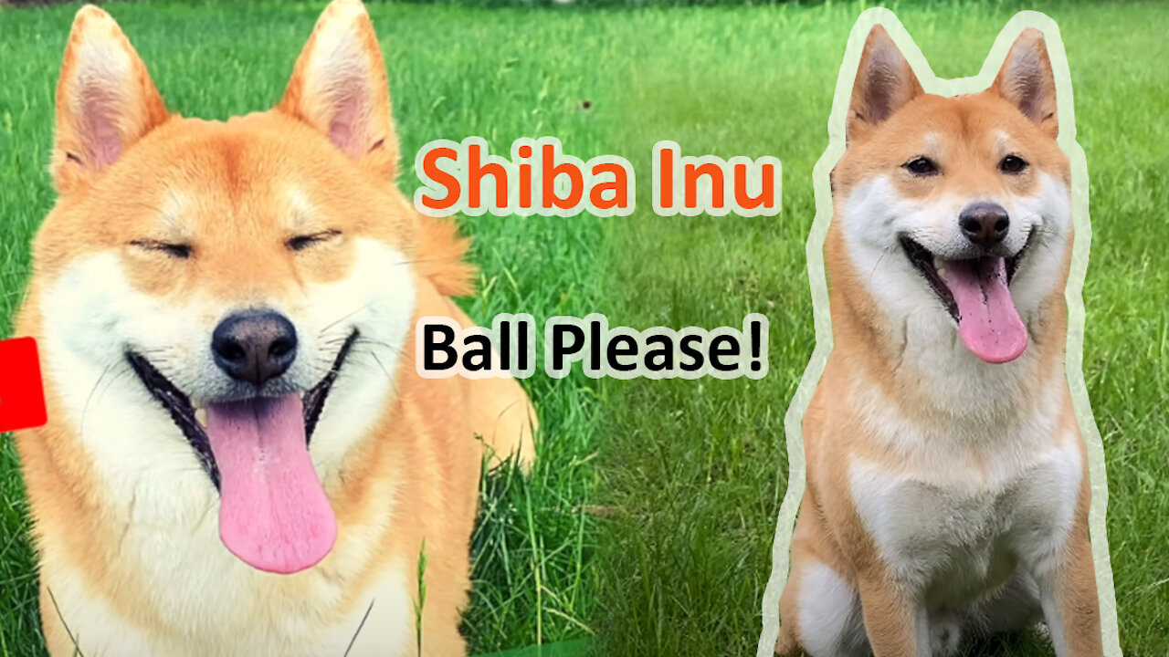 So What You Should Know BEFORE Getting a Dog... Shiba Inu.